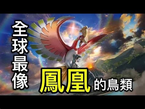 像鳳凰的鳥